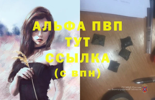 стафф Алзамай